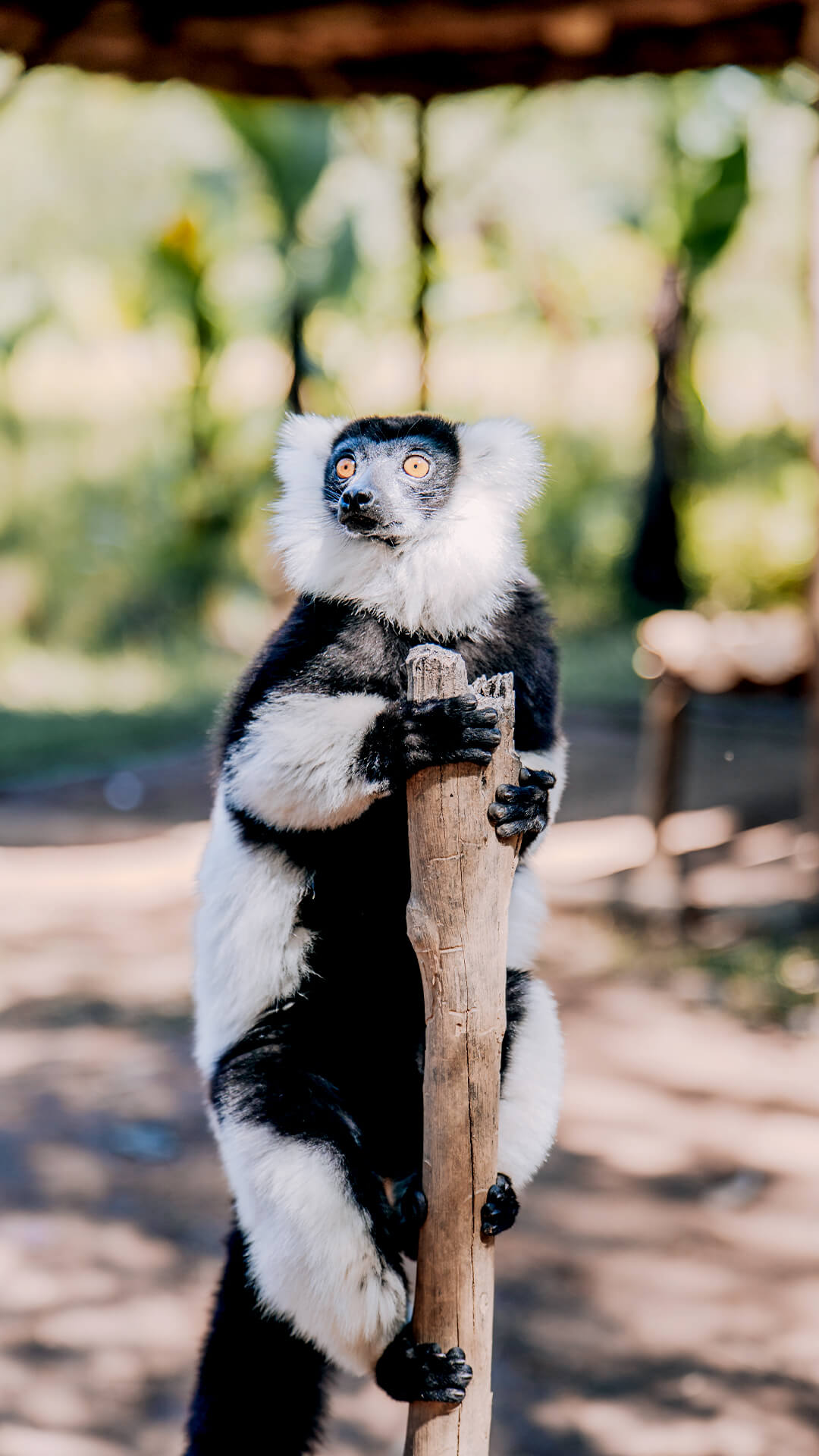 Poznávací zájezd Madagaskar – velký okruh s CK SEN