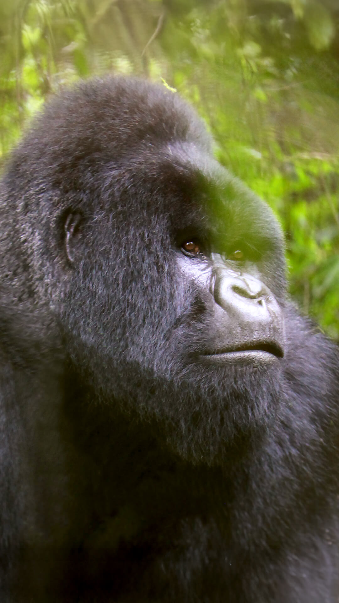 Poznávací zájezd Gorily ve Rwandě a safari v Keni s CK SEN